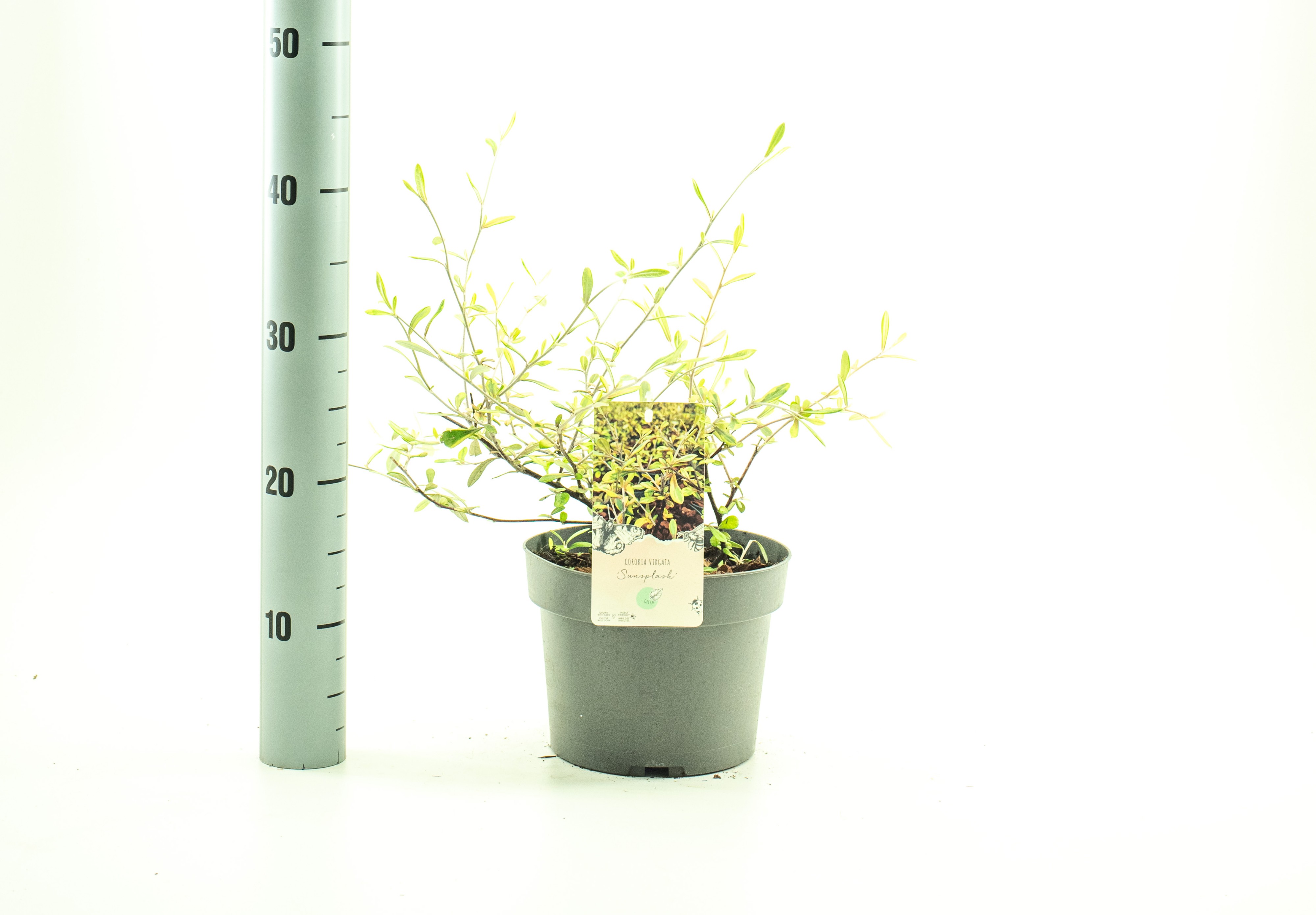 Picture of Corokia Sunsplash P19 (3 Ltr)