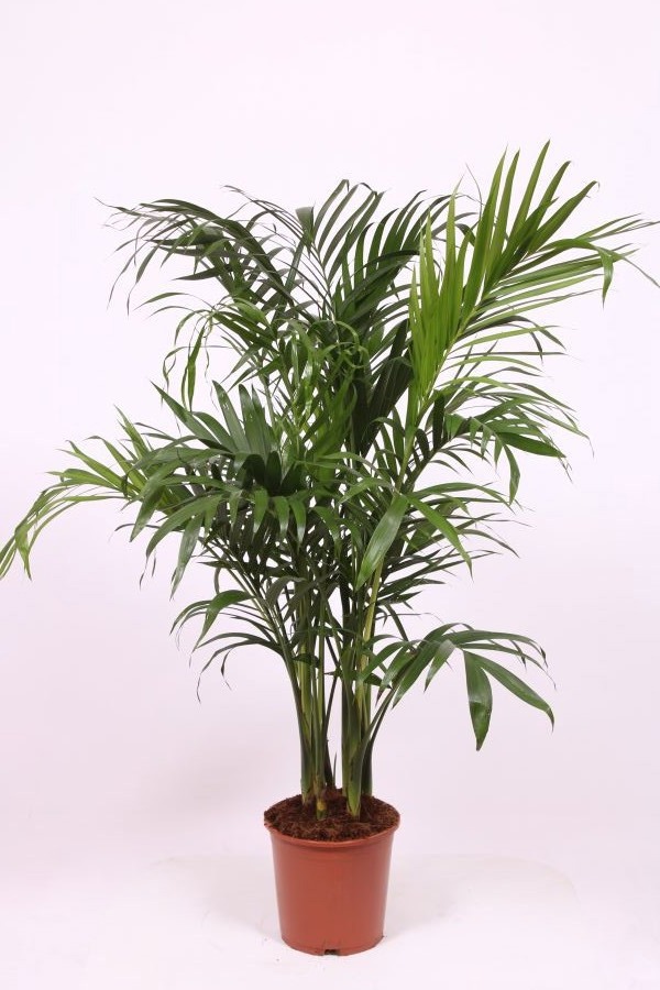 Chamaedorea cataractarum "Stella Palm"