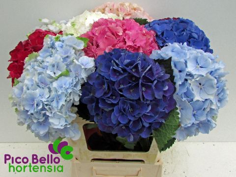 Hydrangea 60cm 20Ø