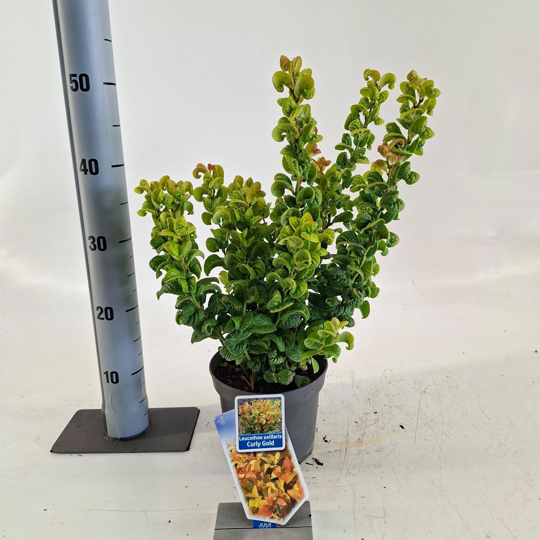 Leucothoe axillaris Curly Gold ('Opstal 55')