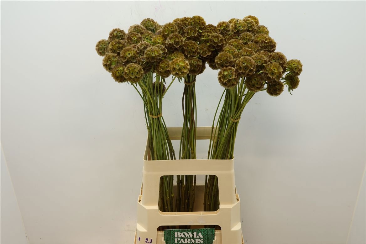 Scabiosa St Klb H% 70cm