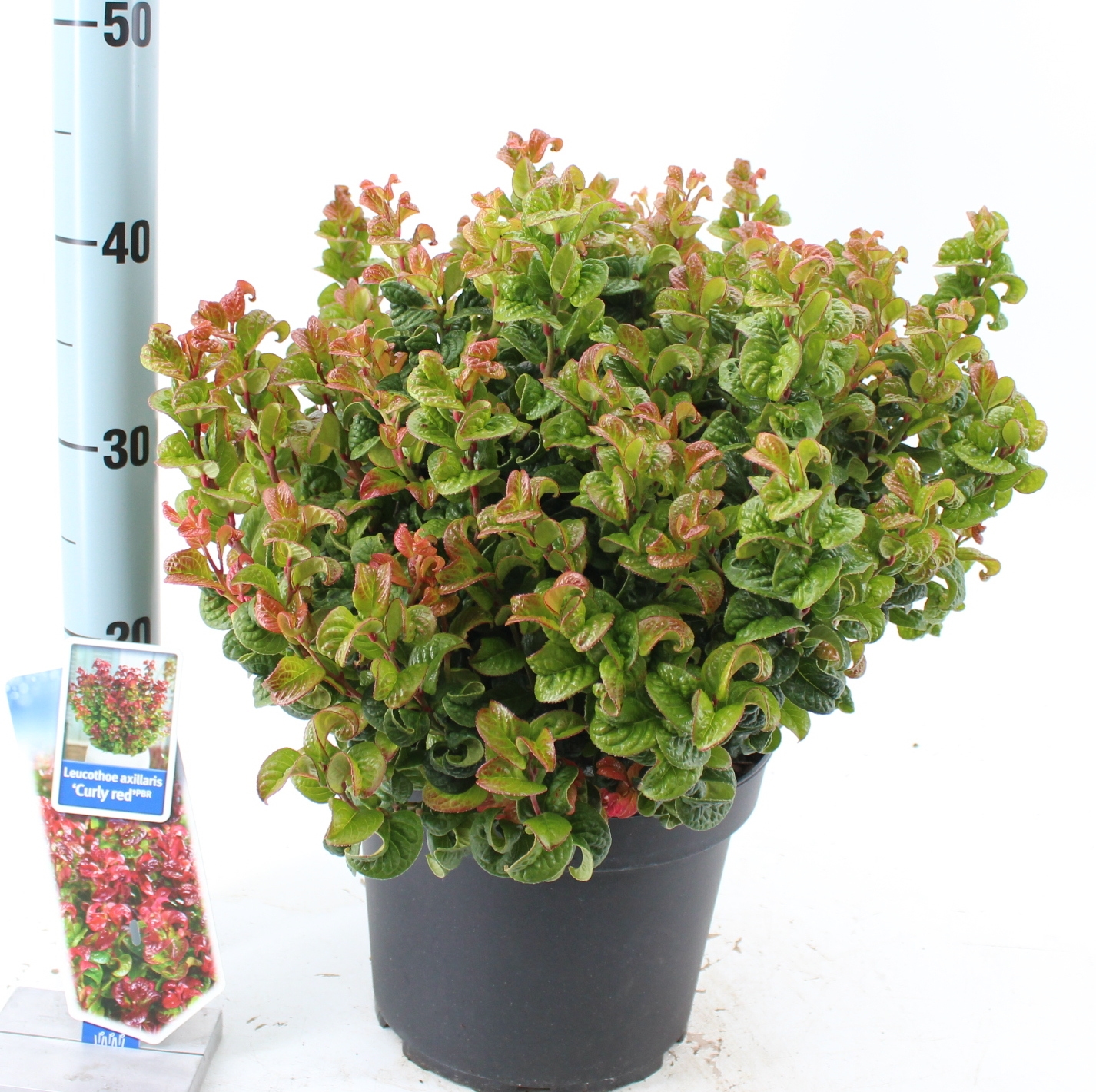 Picture of Leucothoe axillaris Curly Red PBR P23 (5 Ltr)