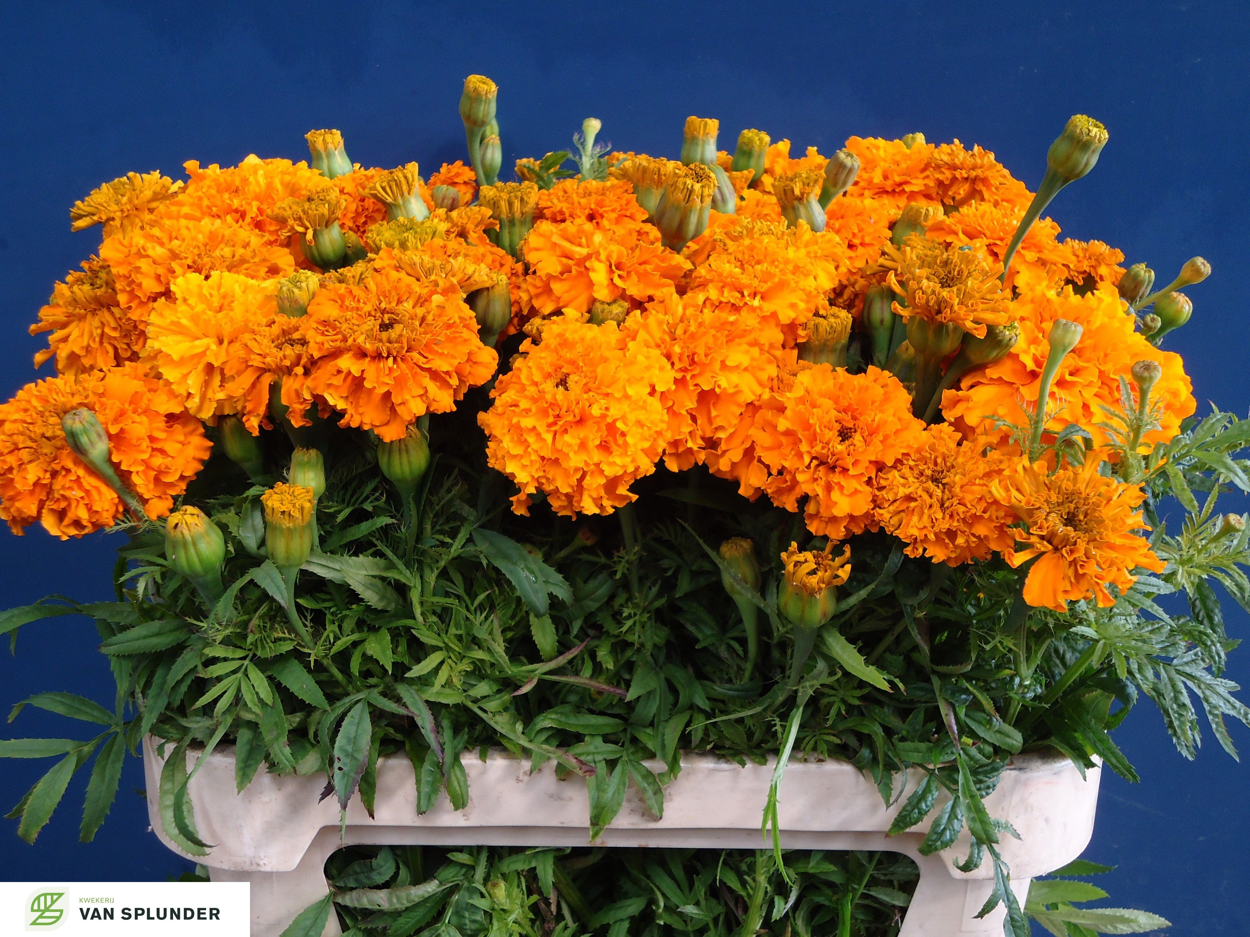Tagetes Er Promise O 80cm