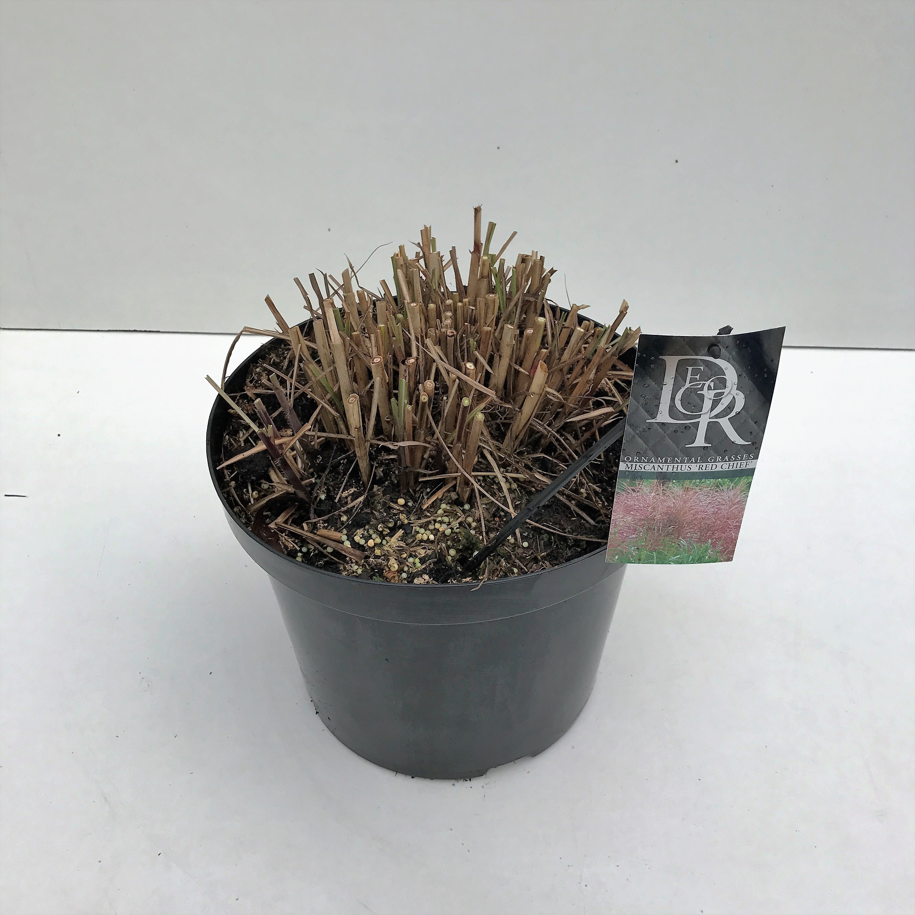 Picture of Miscanthus Red Chief P29 (10 Ltr) (LOOSE)