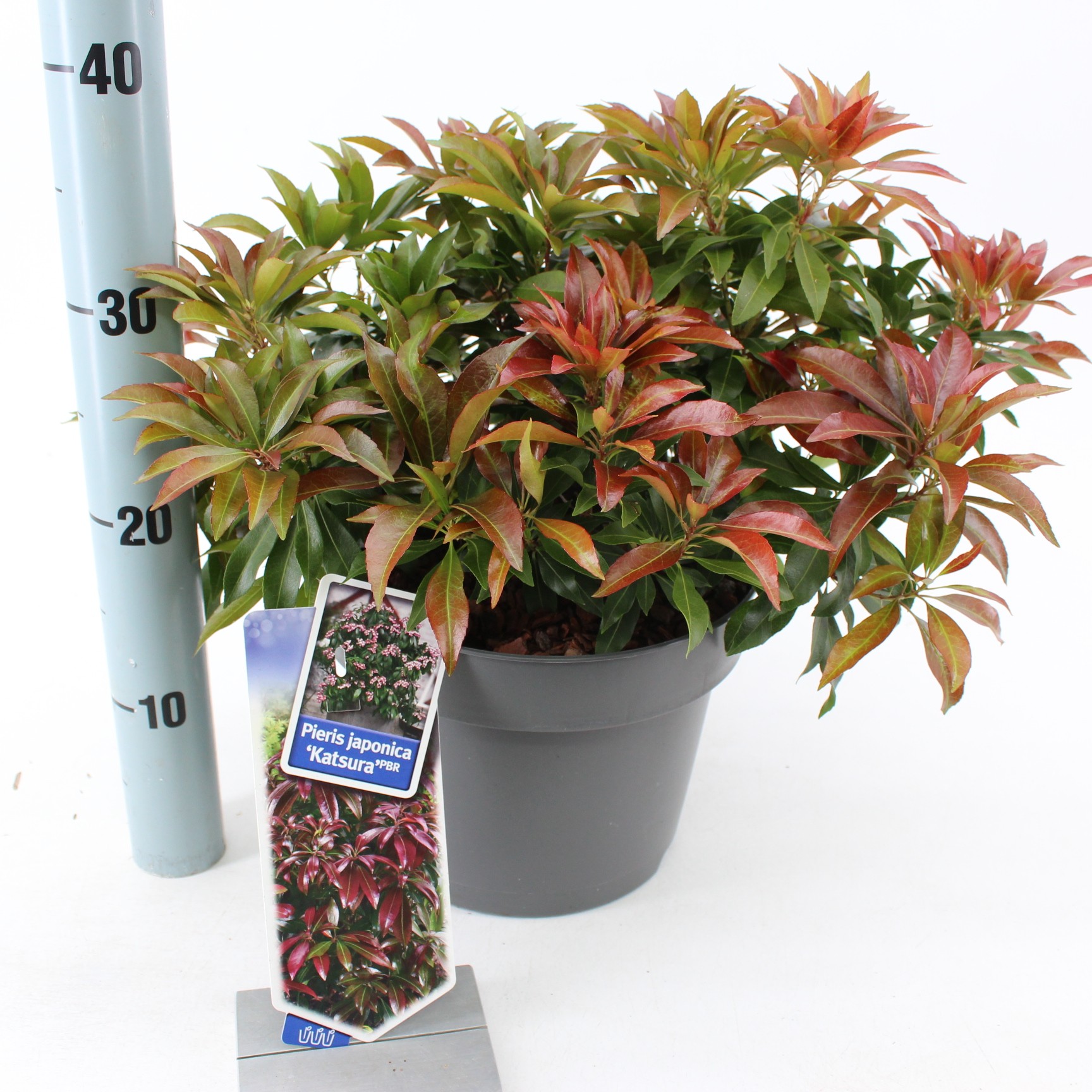 Picture of Pieris jap. ‘Katsura’ PBR