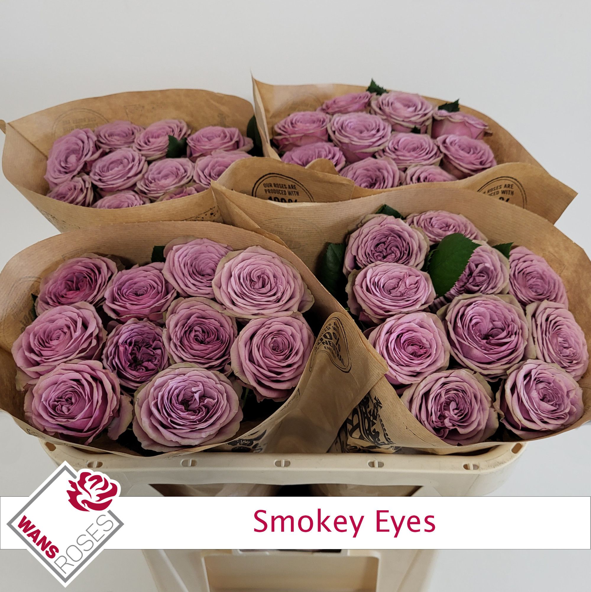 Rosa Garden Smokey Eyes 70cm
