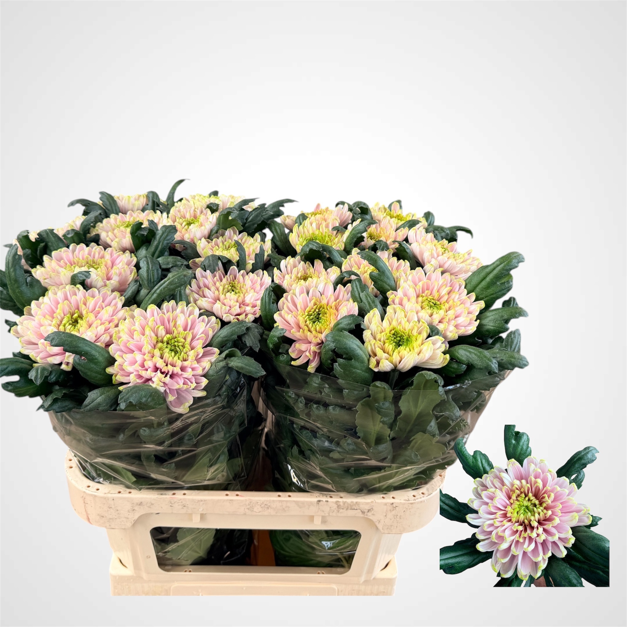 Chr G Ross Charlotte 75L.cm 110gram 23bloei