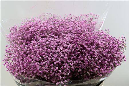 Gypsophila Painted 80cm 40gram