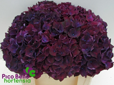 Hydrangea Ruby Red Purple 50cm 15Ø