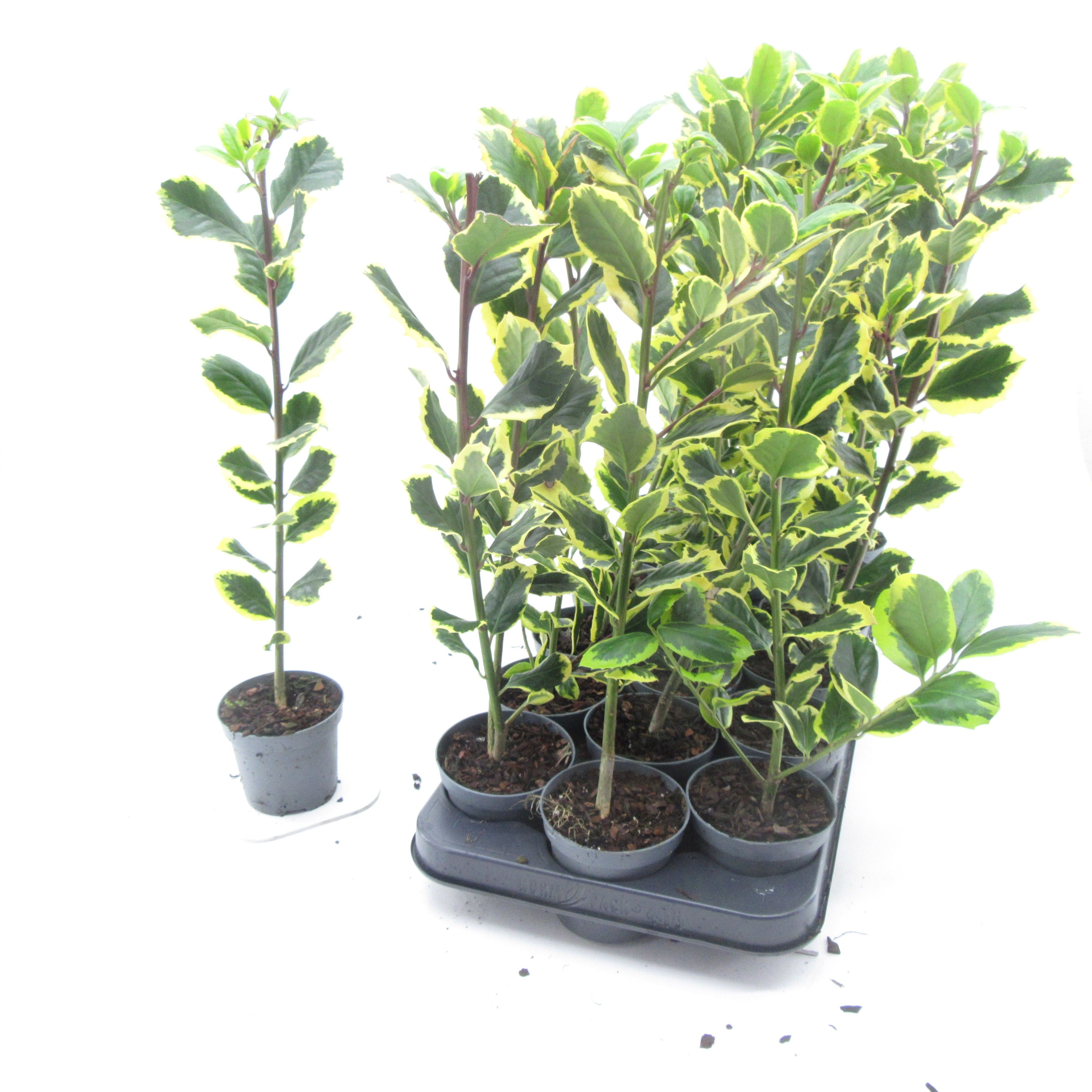 Ilex altaclerensis 'Golden King'
