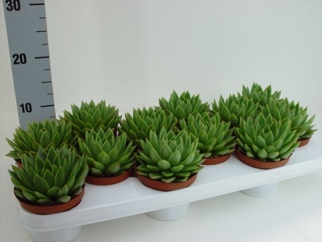 Echeveria agavoides