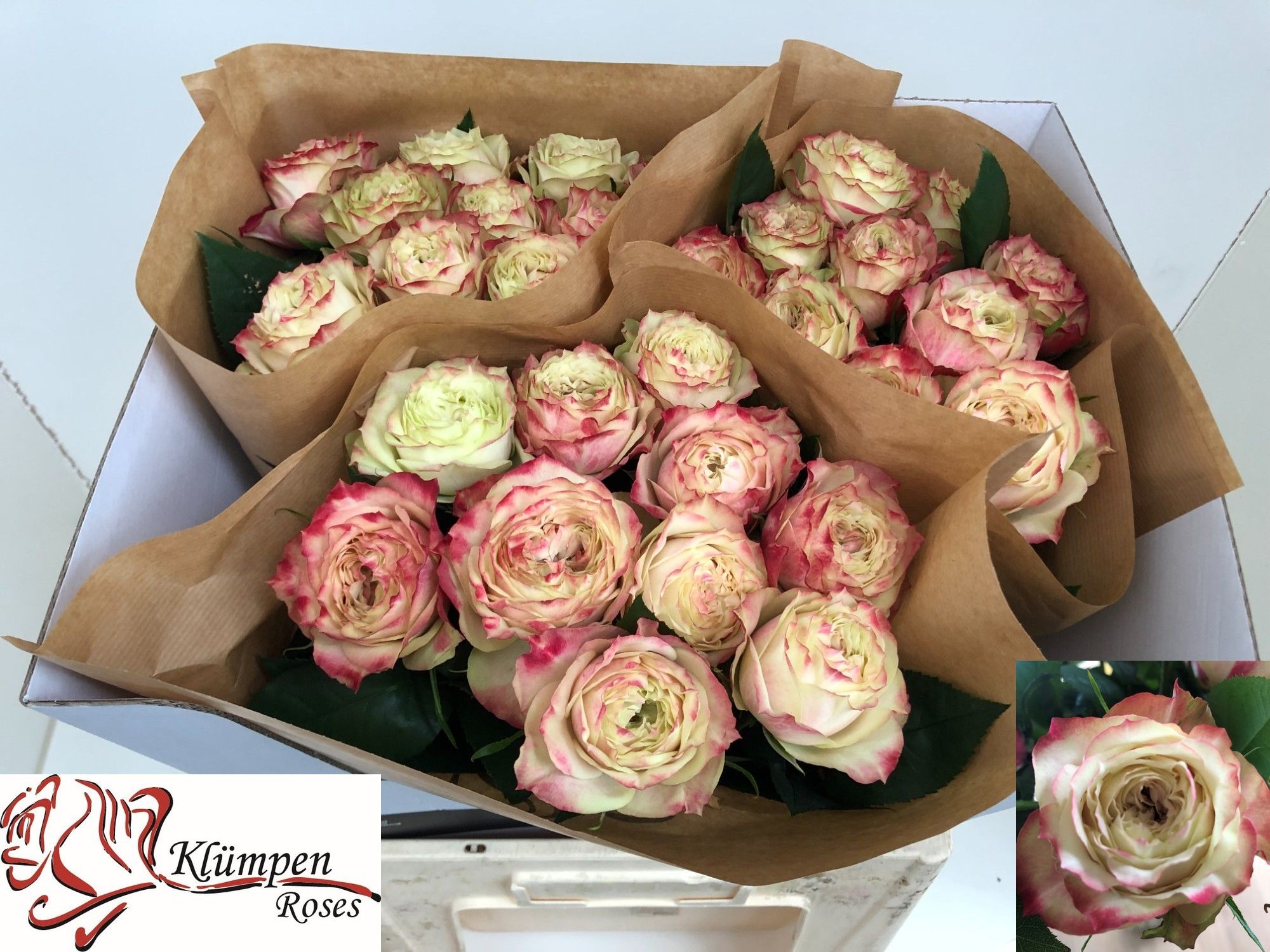 Rosa Apple Jack 60cm