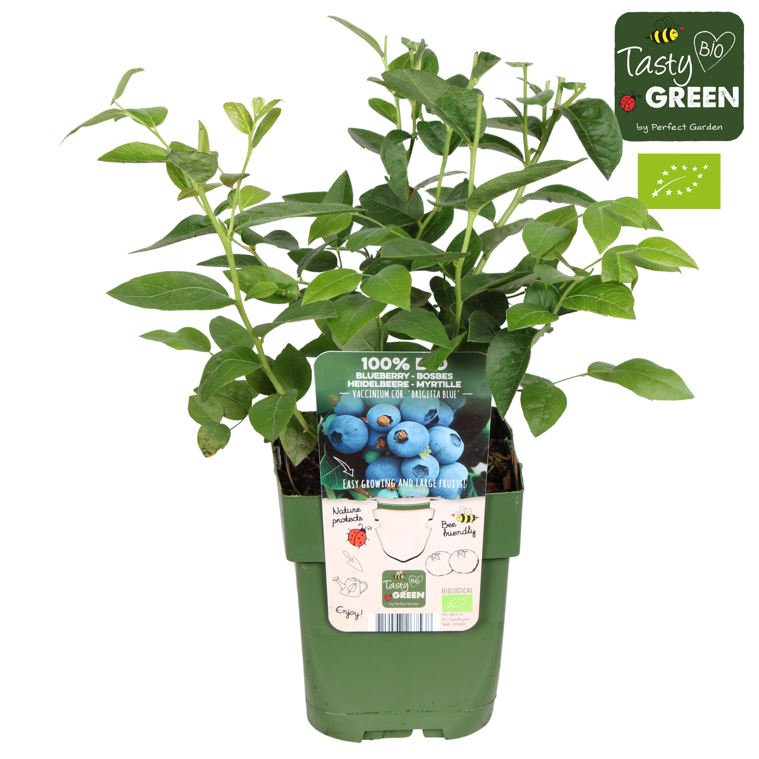 Picture of Vaccinium corymb. Brigitta Blue P13 organic