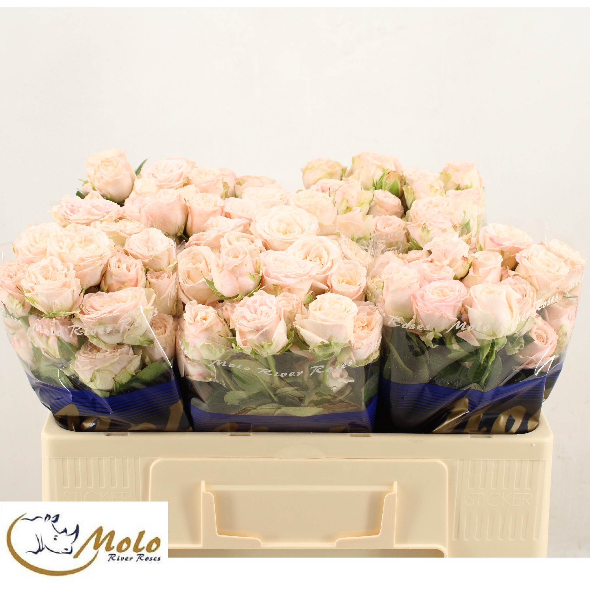 Rosa Spray Bombastic 50cm