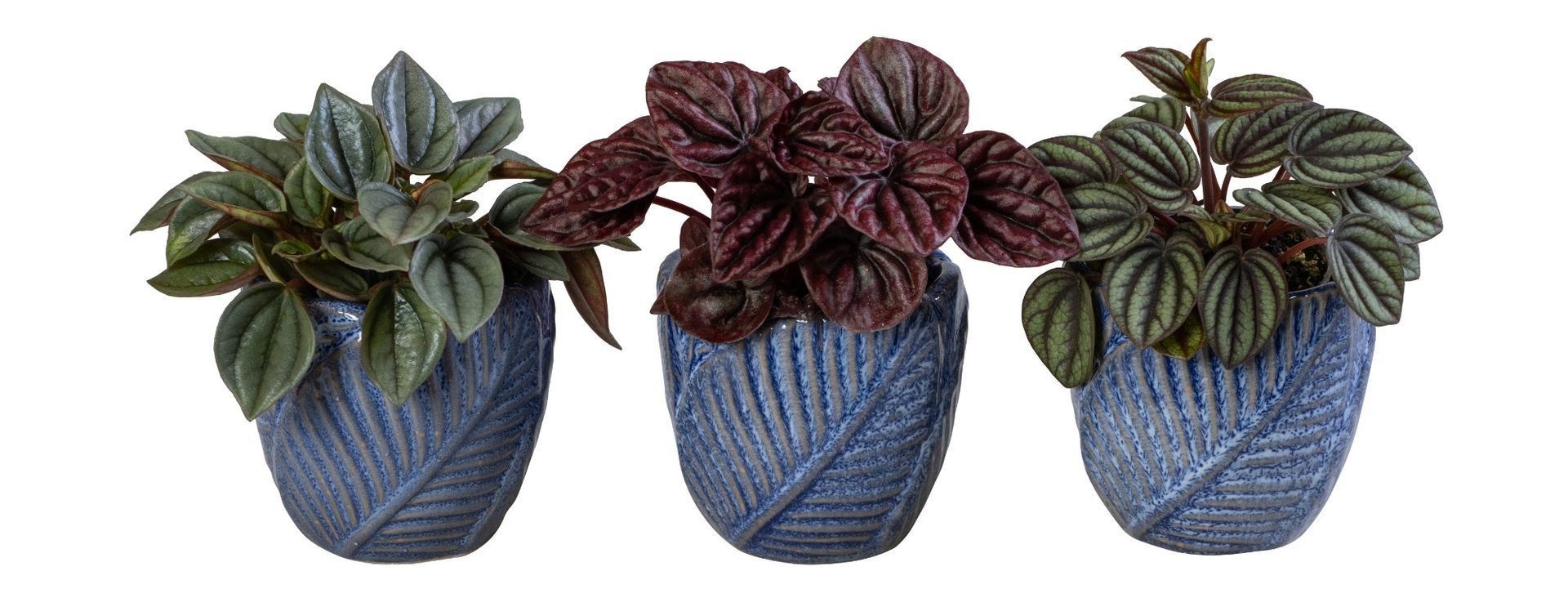 Peperomia L 66060 With Peperomia Caperata Mix
