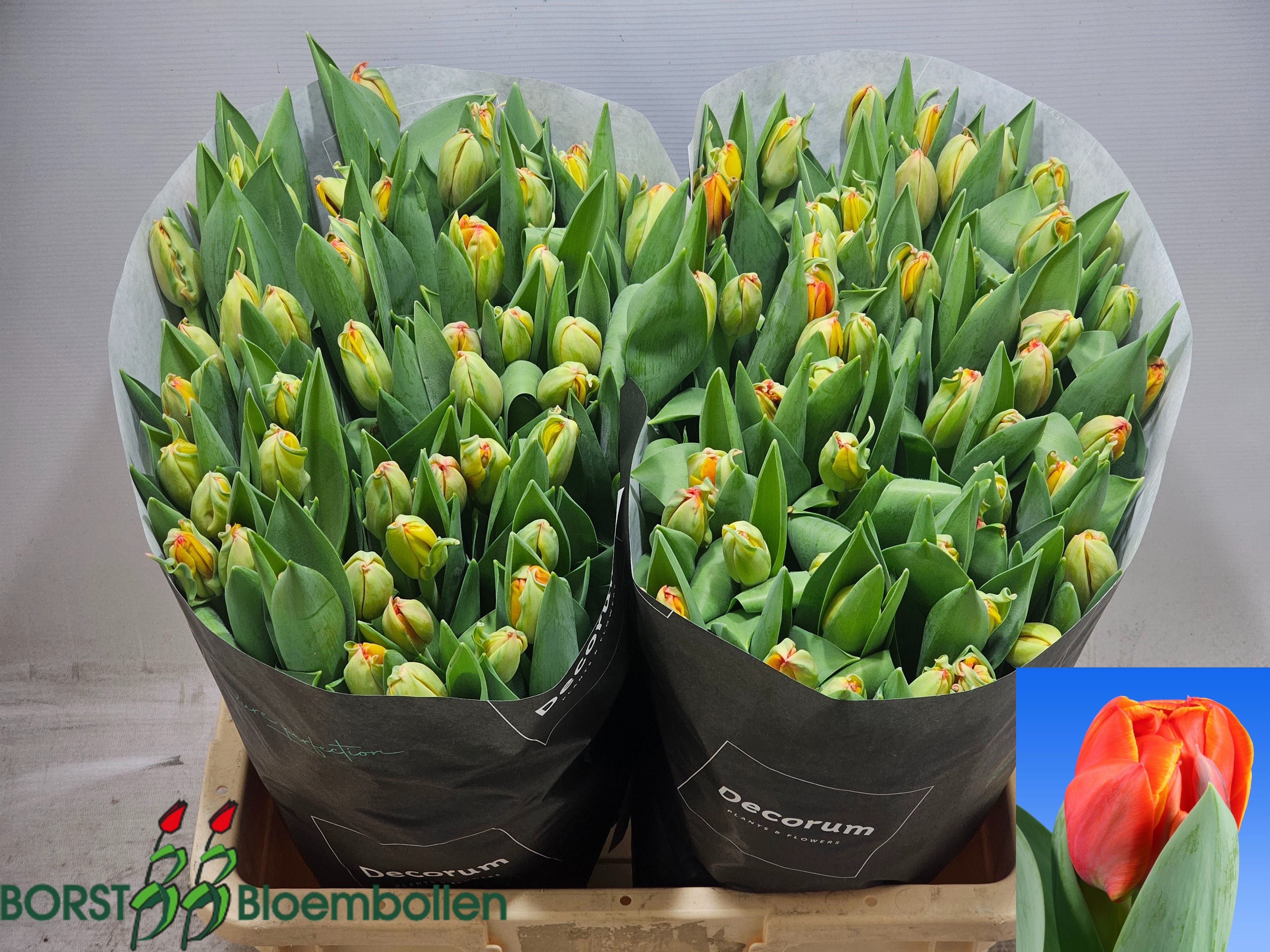 Tulipa Double Queensday 46cm 46gram