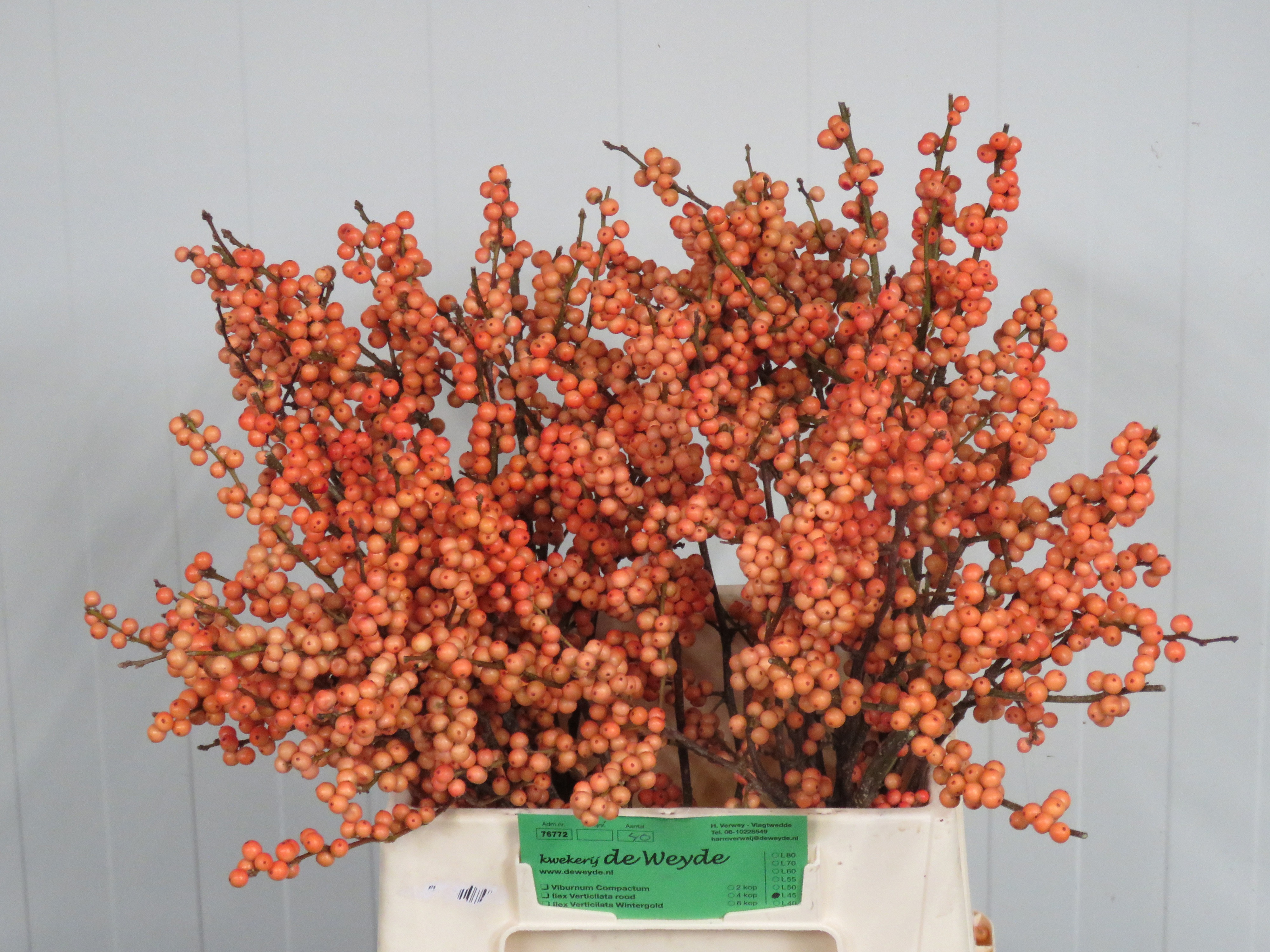 Ilex Winter Gold 45cm
