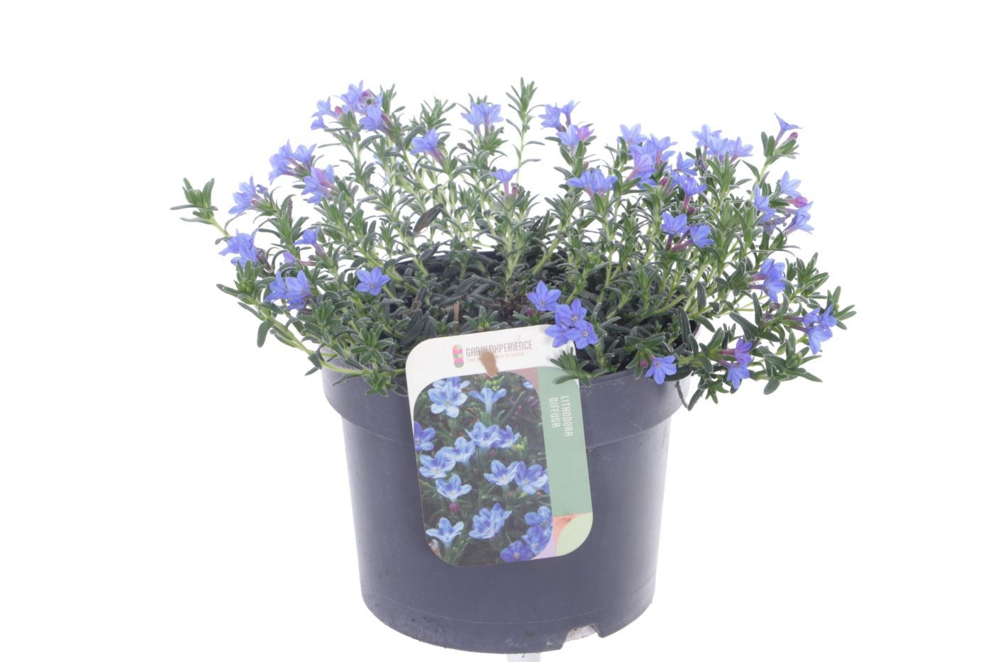Lithodora diffusa Compact Blue