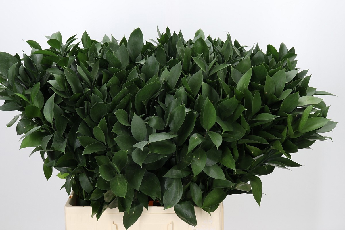 Ruscus Hypophyllum 70L.cm