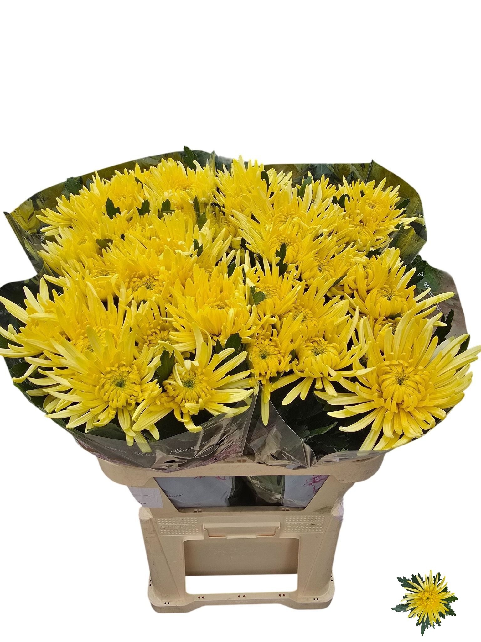 Chrys Single Topspin Yellow 80cm 100gram