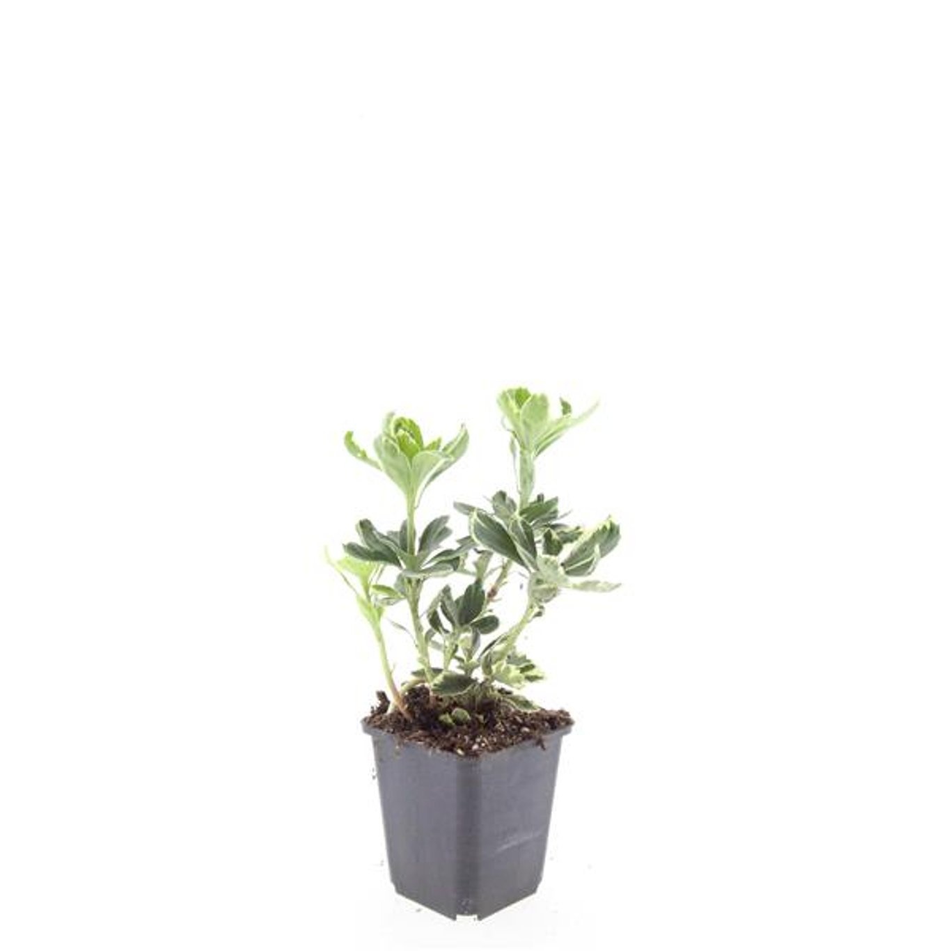 Pachysandra terminalis 'Variegata'