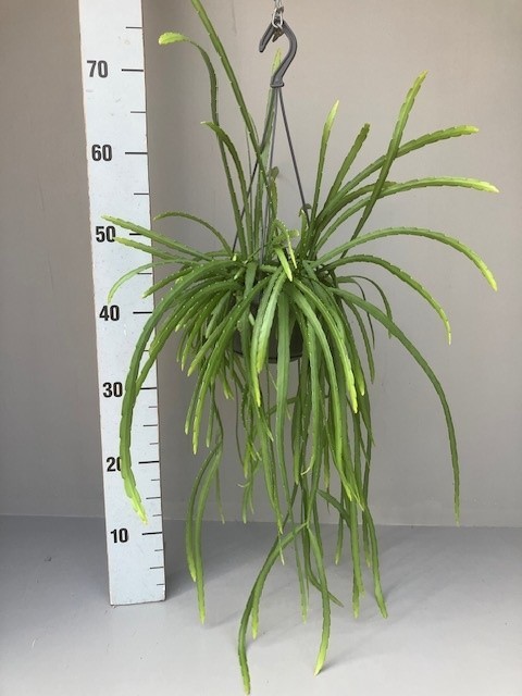 Picture of Rhipsalis holvianum P14 50CM