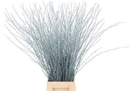 Betula Bs Kleurbeh