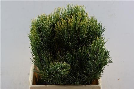 Pinus Mugo Mugo Kg 50cm