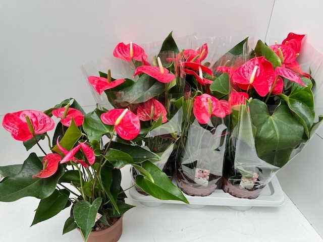 Anthu An California 17Ø 70cm