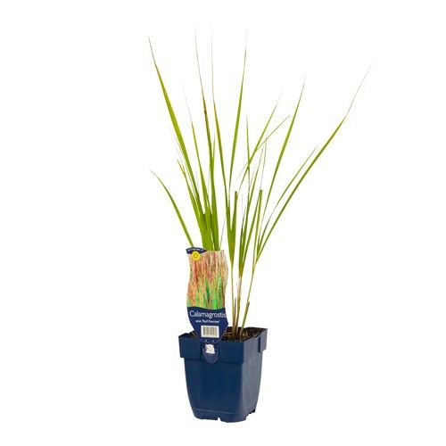 Calamagrostis acutiflora 'Karl Foerster'