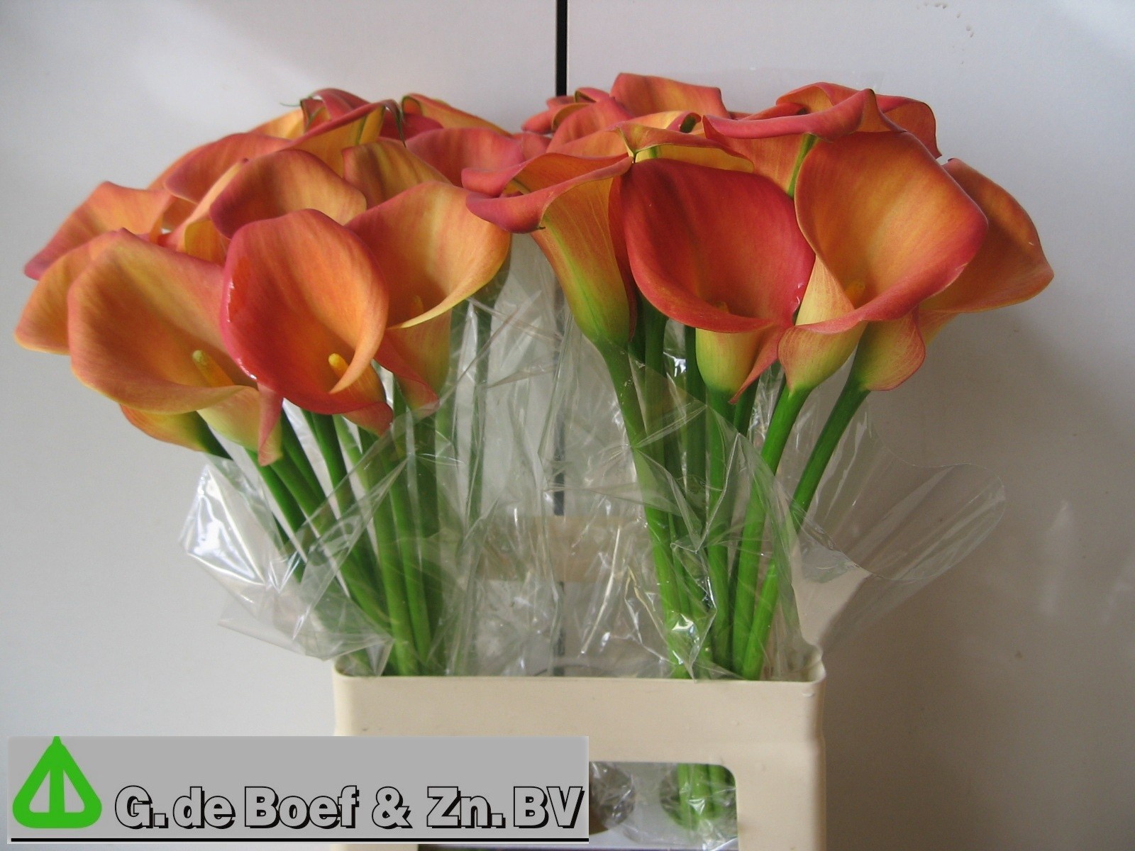 Calla Dutch Glory 65cm