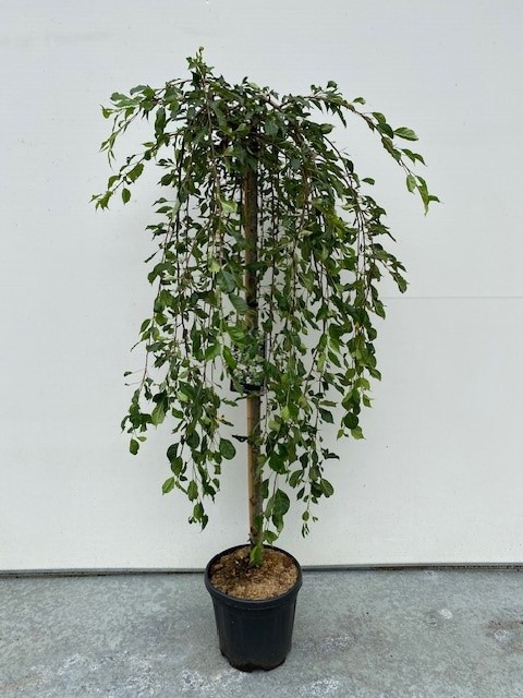 Malus 'Fontana' stam