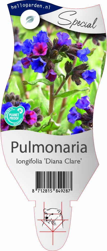 Pulmonaria longifolia 'Diana Clare'