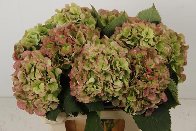 Hydrangea Verena Classic Red Green 60cm 18Ø