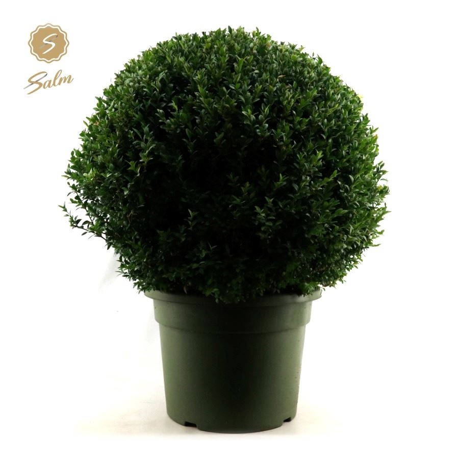 Picture of Buxus semp. Ball Ø75cm P45