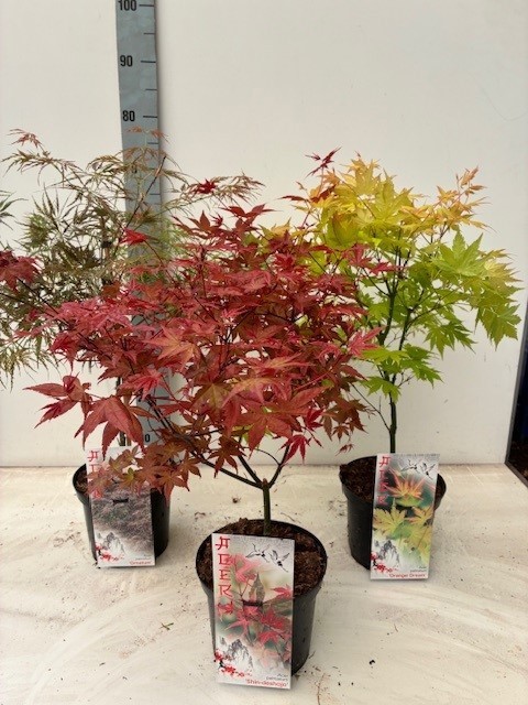 Acer mix 5/8 species