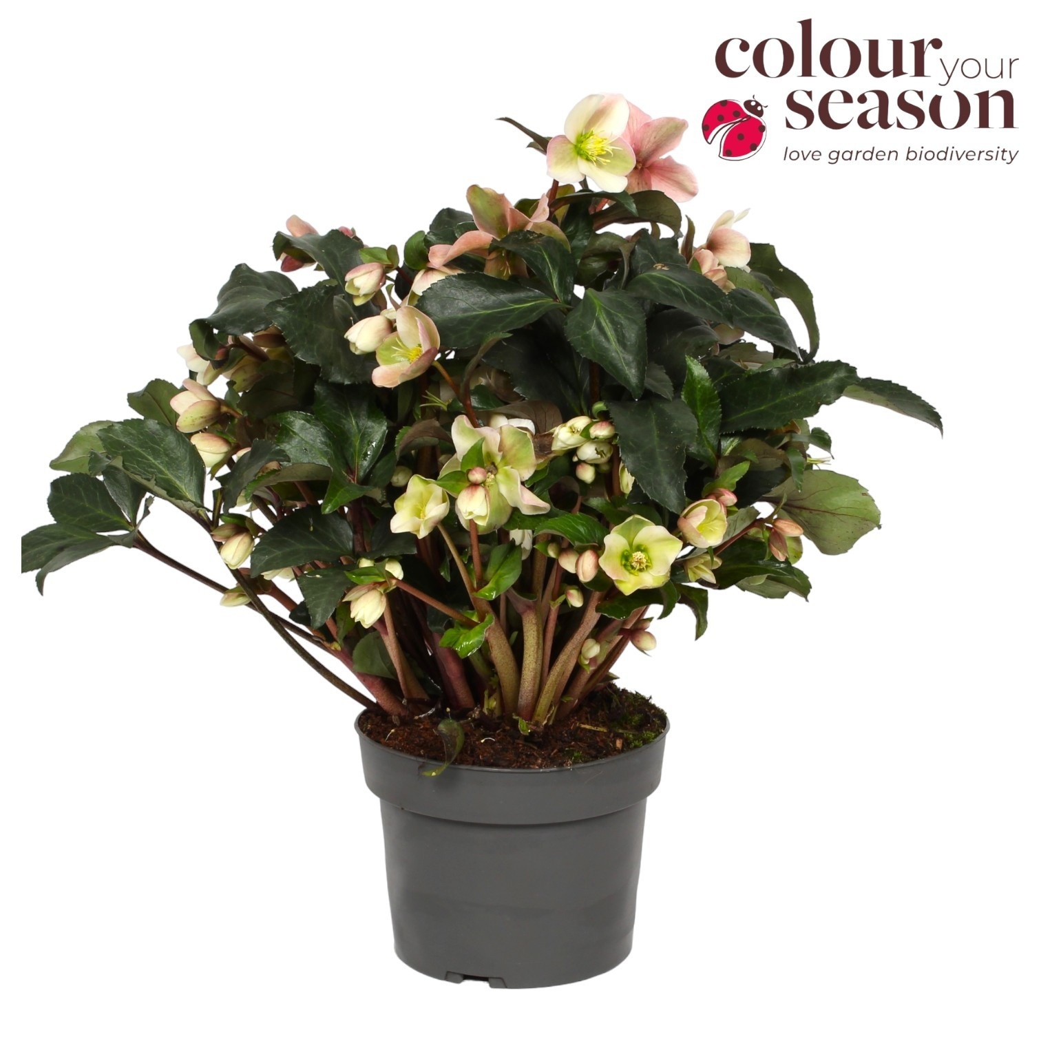 Helleborus Angel Glow ('BLT02')