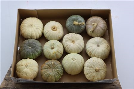 Cucurbita Jarrahdale