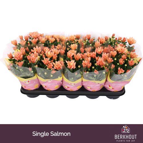 Chrysant Jackson Salmon p12 Berkhout