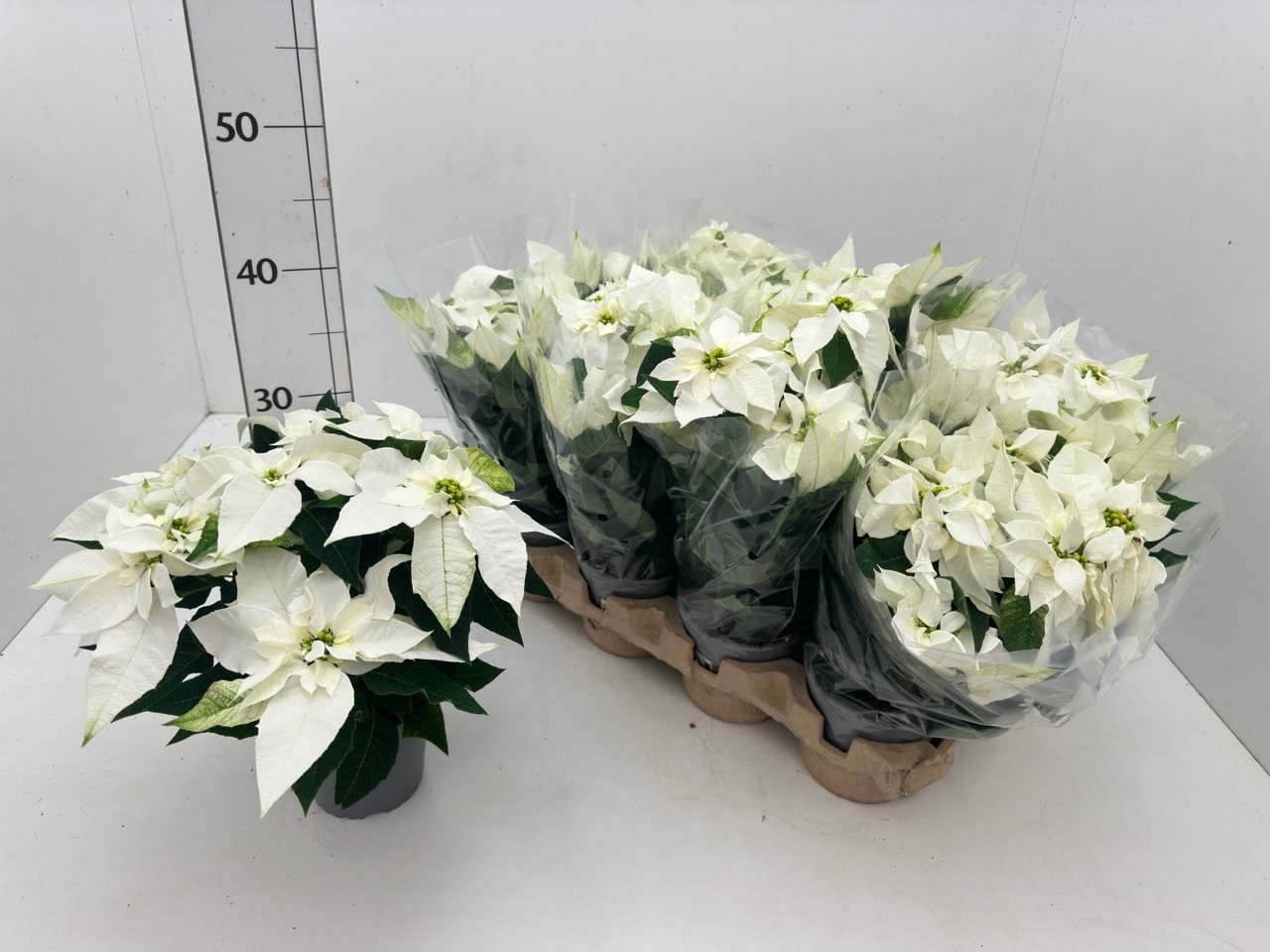 Euphor P Pri P White 13P 28H