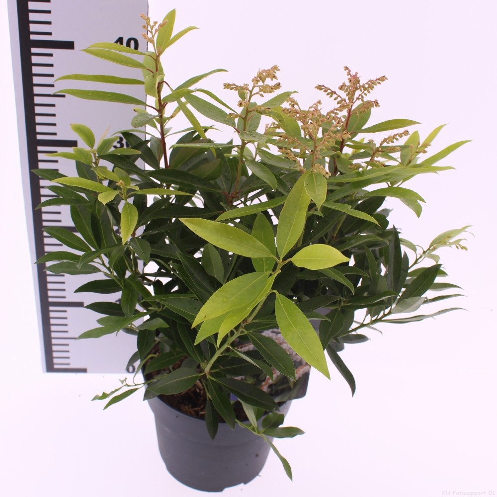 Picture of Pieris floribunda 'Brouwer's Beauty'