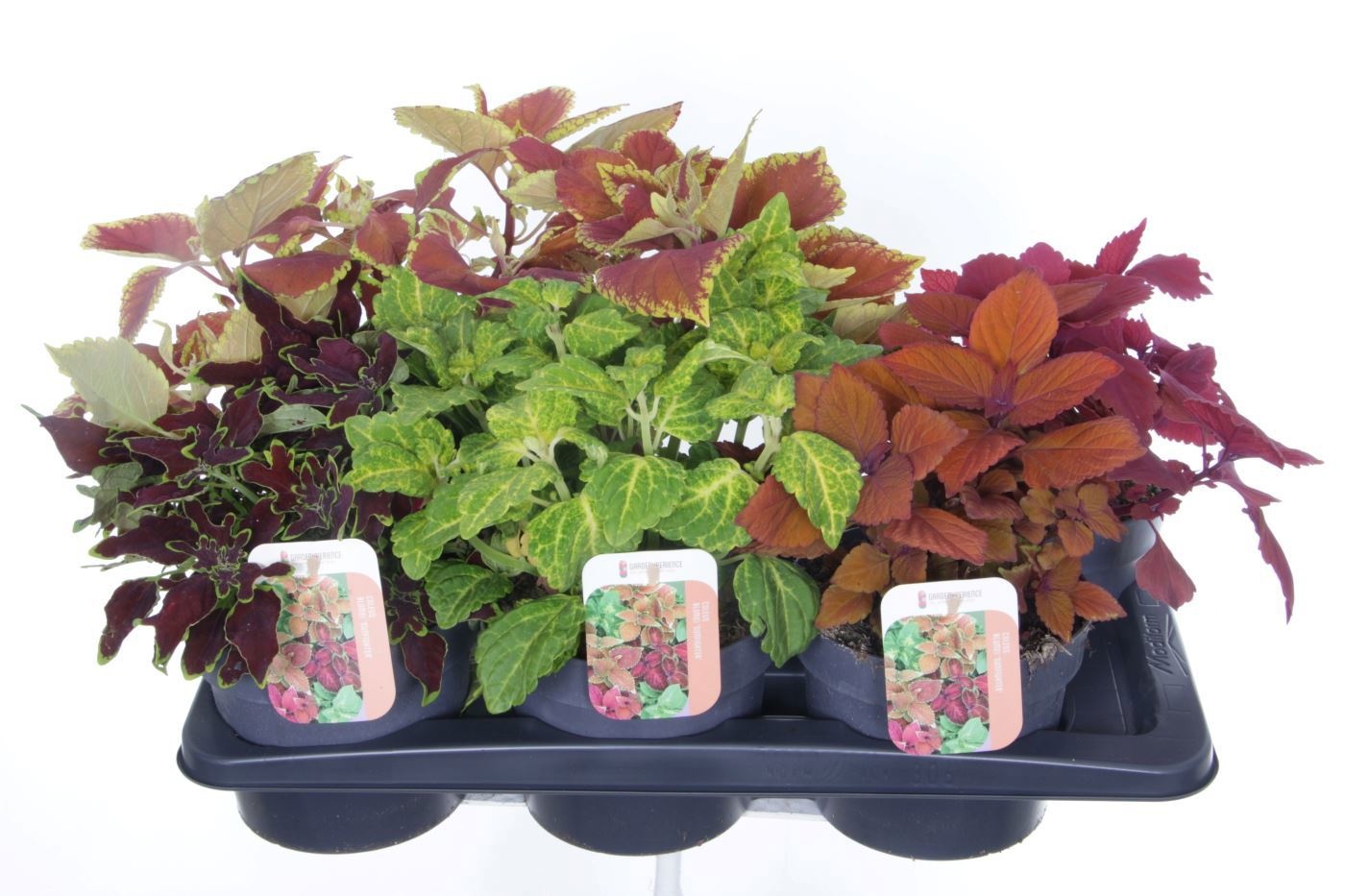 Coleus Sunfighter mix