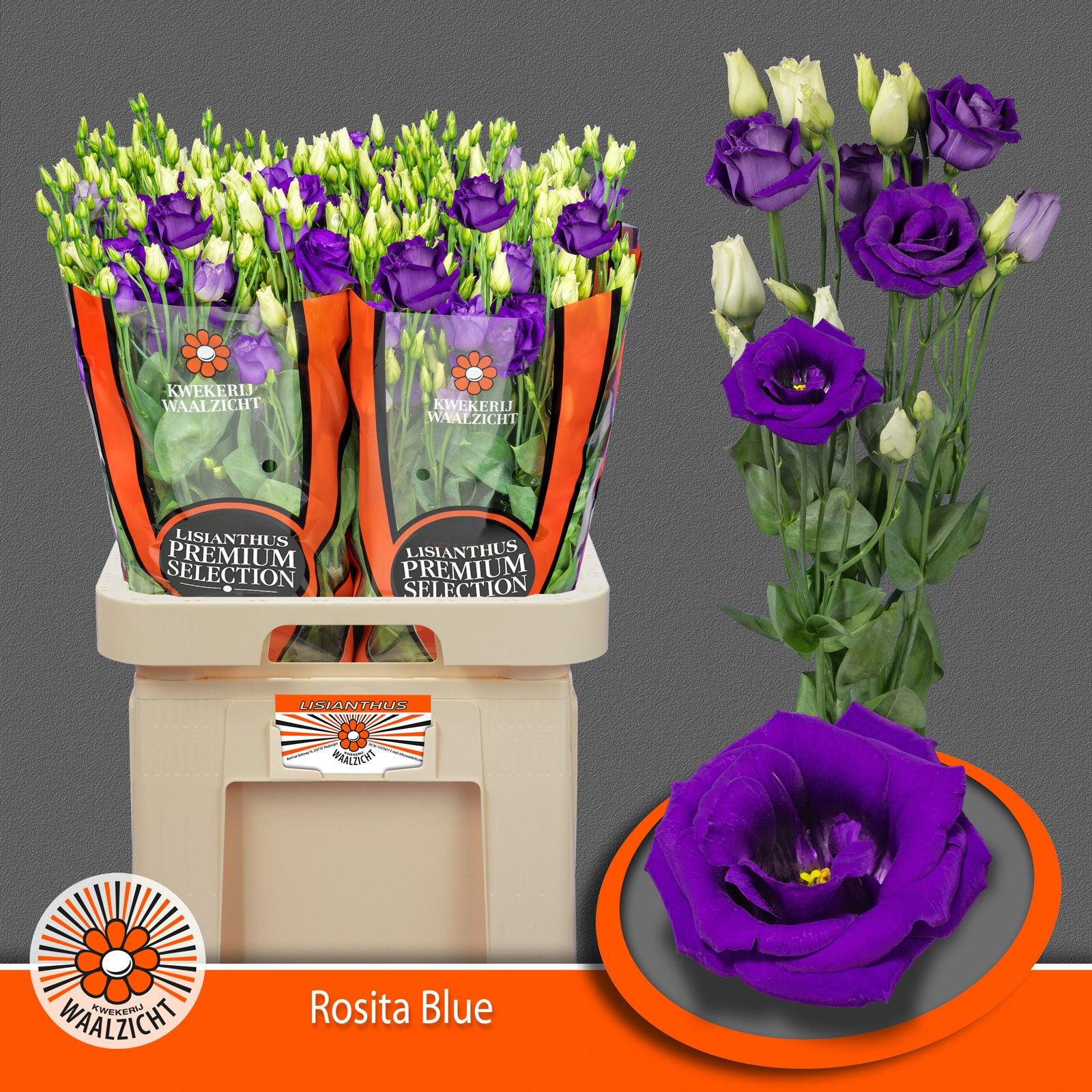 Eus G Rosi Blue