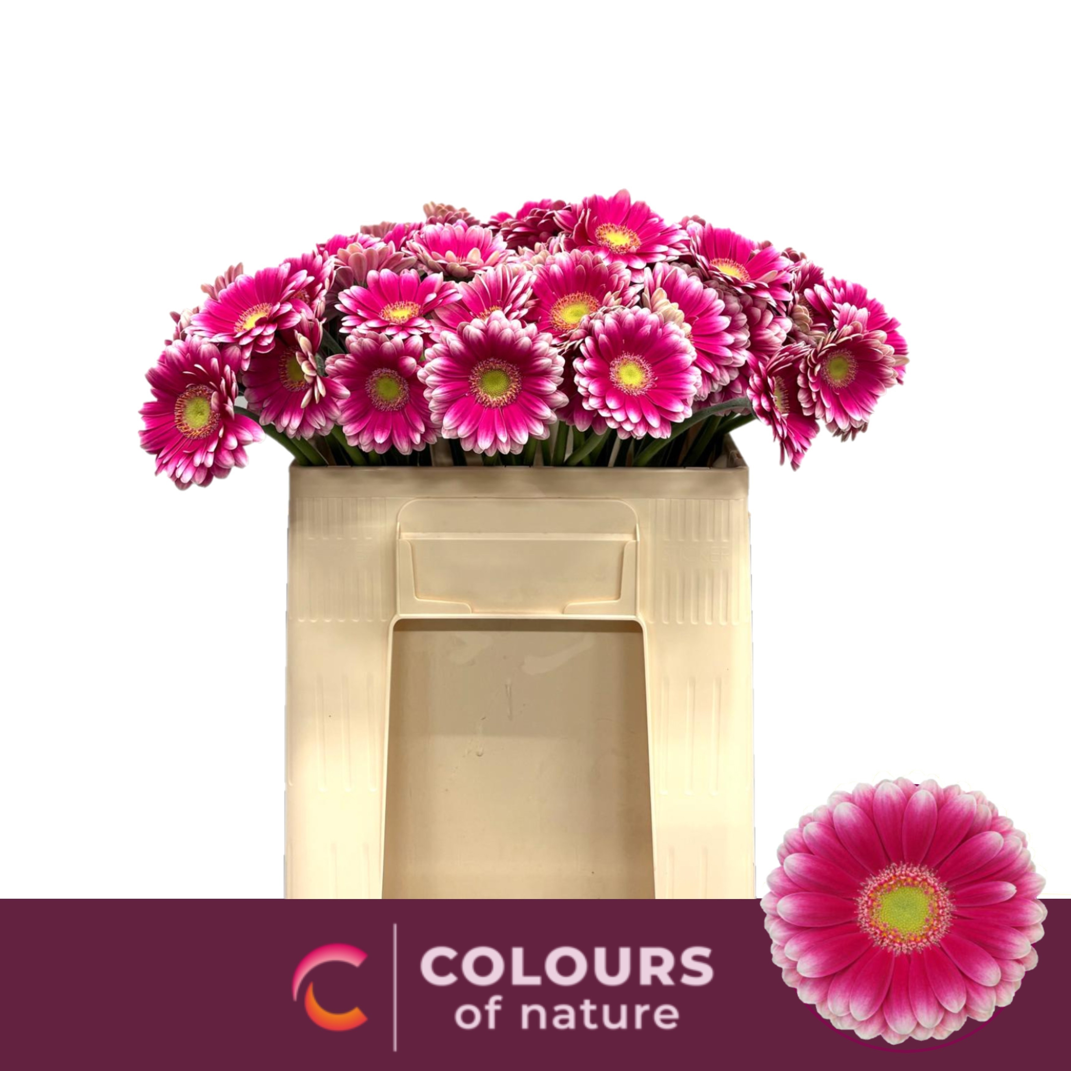 Gerbera Mini Lauda