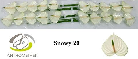 Anthurium Snowy 9Ø