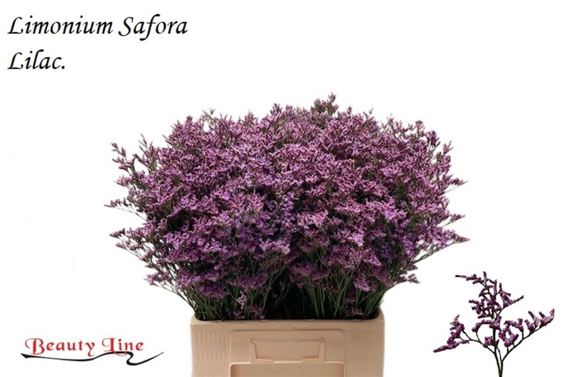 Lim Saf Lilac