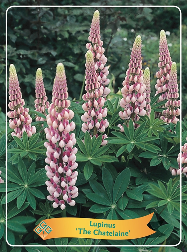 Picture of Lupinus Mix 6x10 srt. per shelve P11