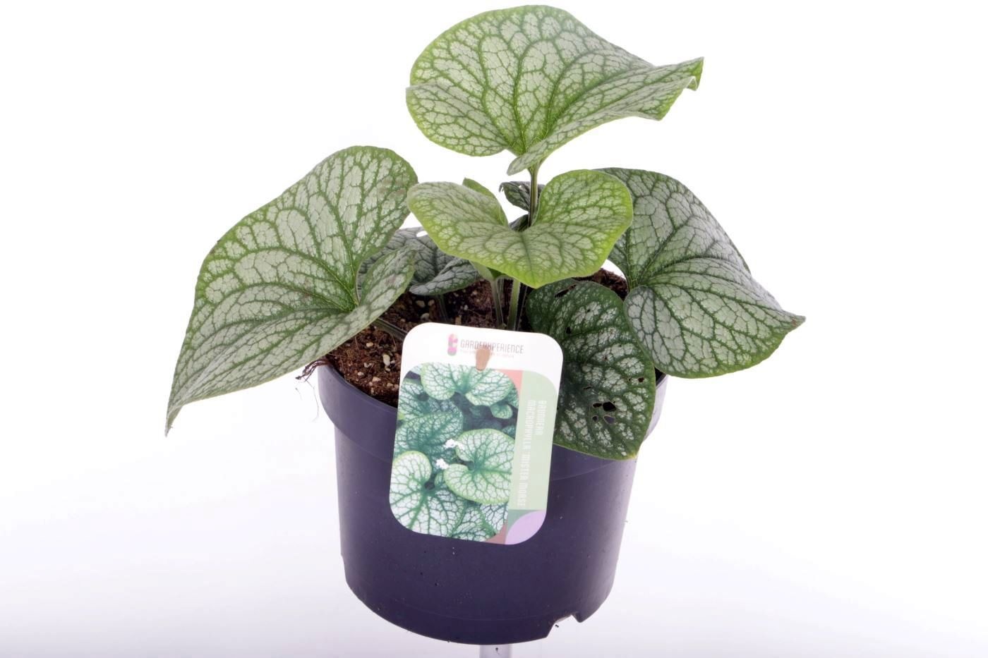 Brun Macrophylla 17P 25H