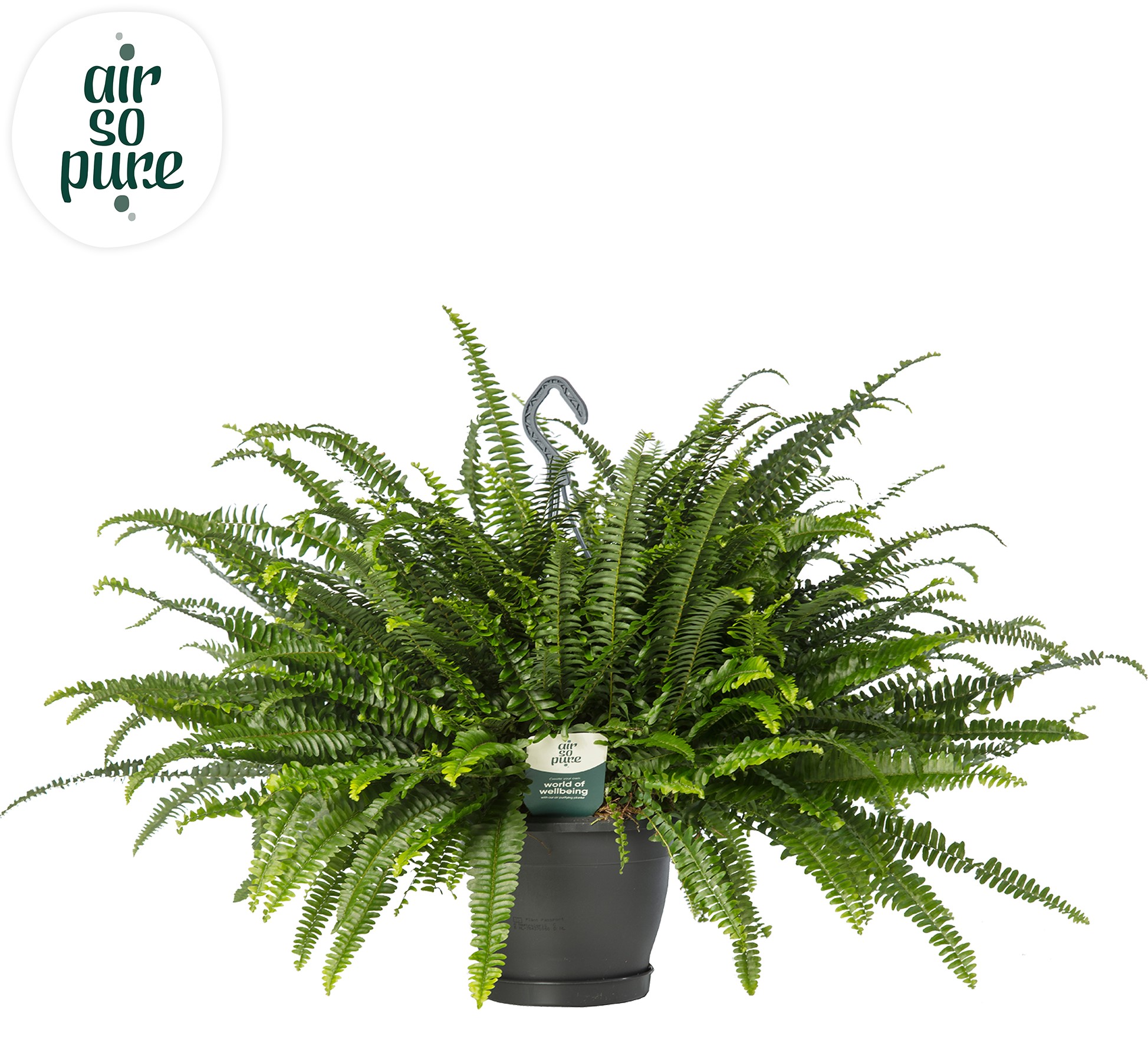 Picture of Nephrolepis Green Lady hanging basket - Air So Pure INDOOR P20 60CM (LOOSE)