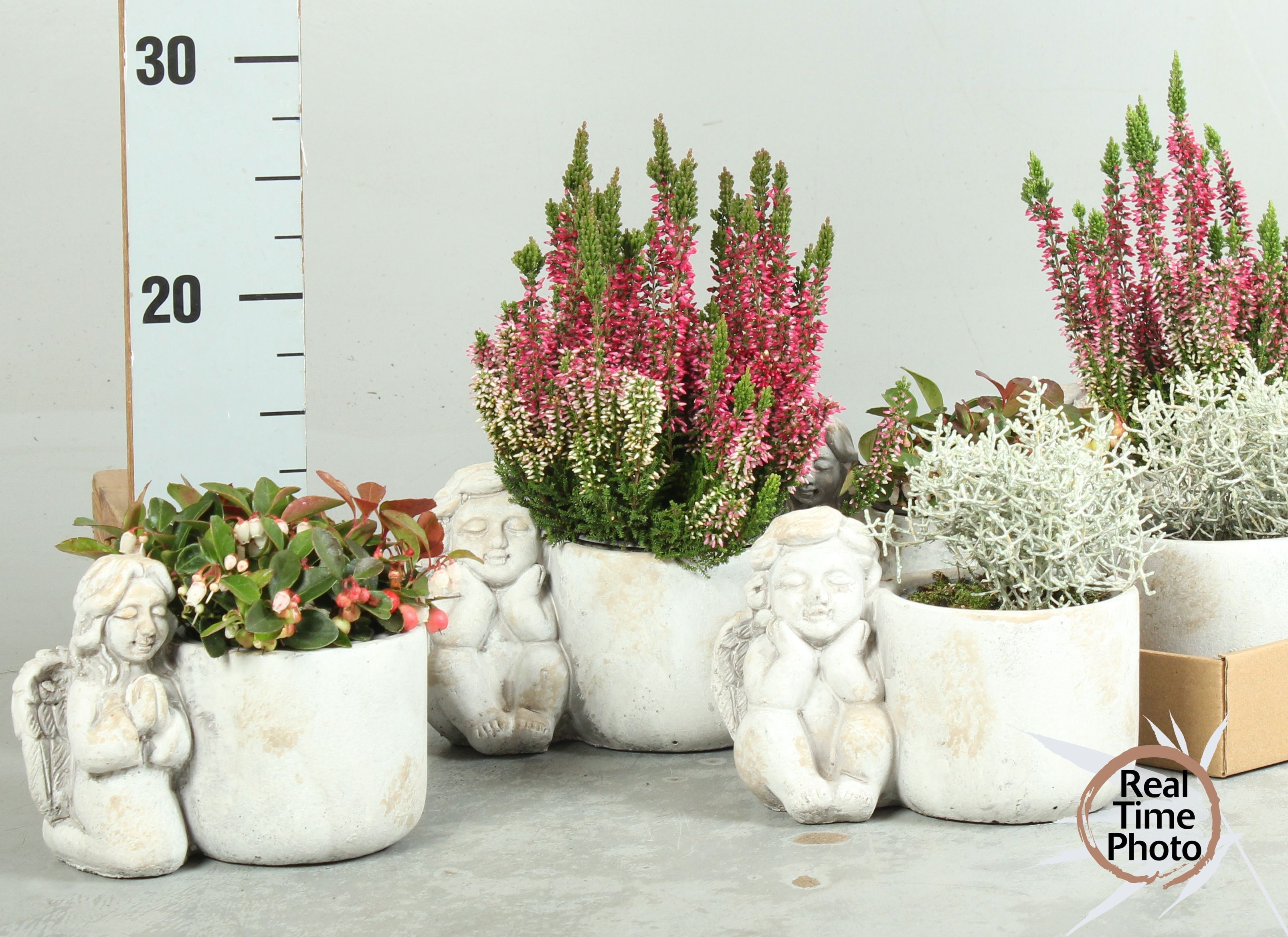 Arr Tuinplanten 17P 35cm